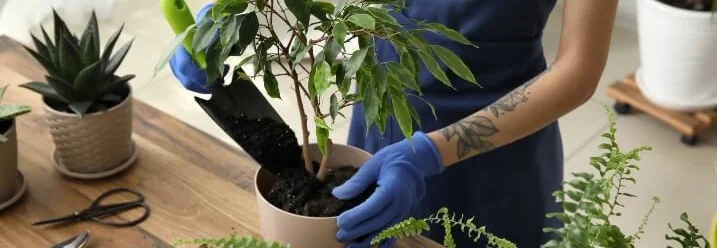 Person topft Pflanze mit Schüppe um